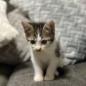 仔猫里親募集中