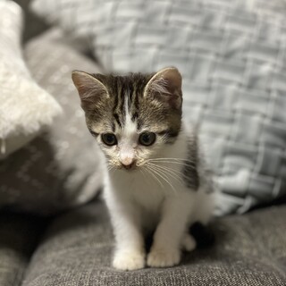 仔猫里親募集中