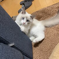 とろろ
