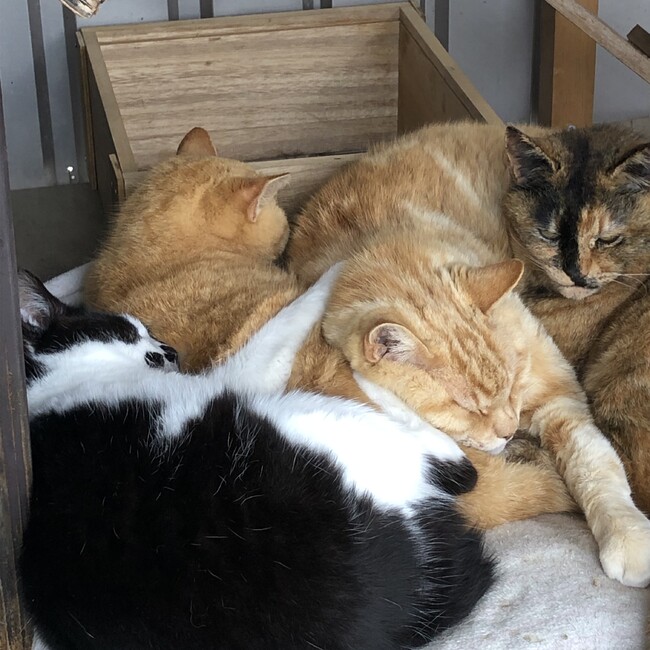 なないろぱんだのカバー写真
