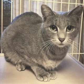 【11/14譲渡会参加】ロシアンブルーmix