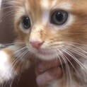 【こっこもん】おかげ様で里親様が決まりました！