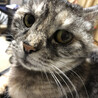ぺな