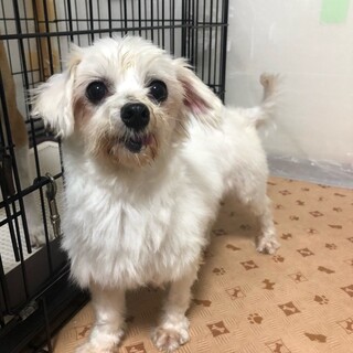 真っ白なマルチーズのエルサちゃん♡