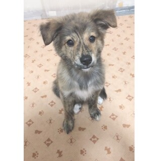 ブリンドル柄がかっこいい、まおくん☆