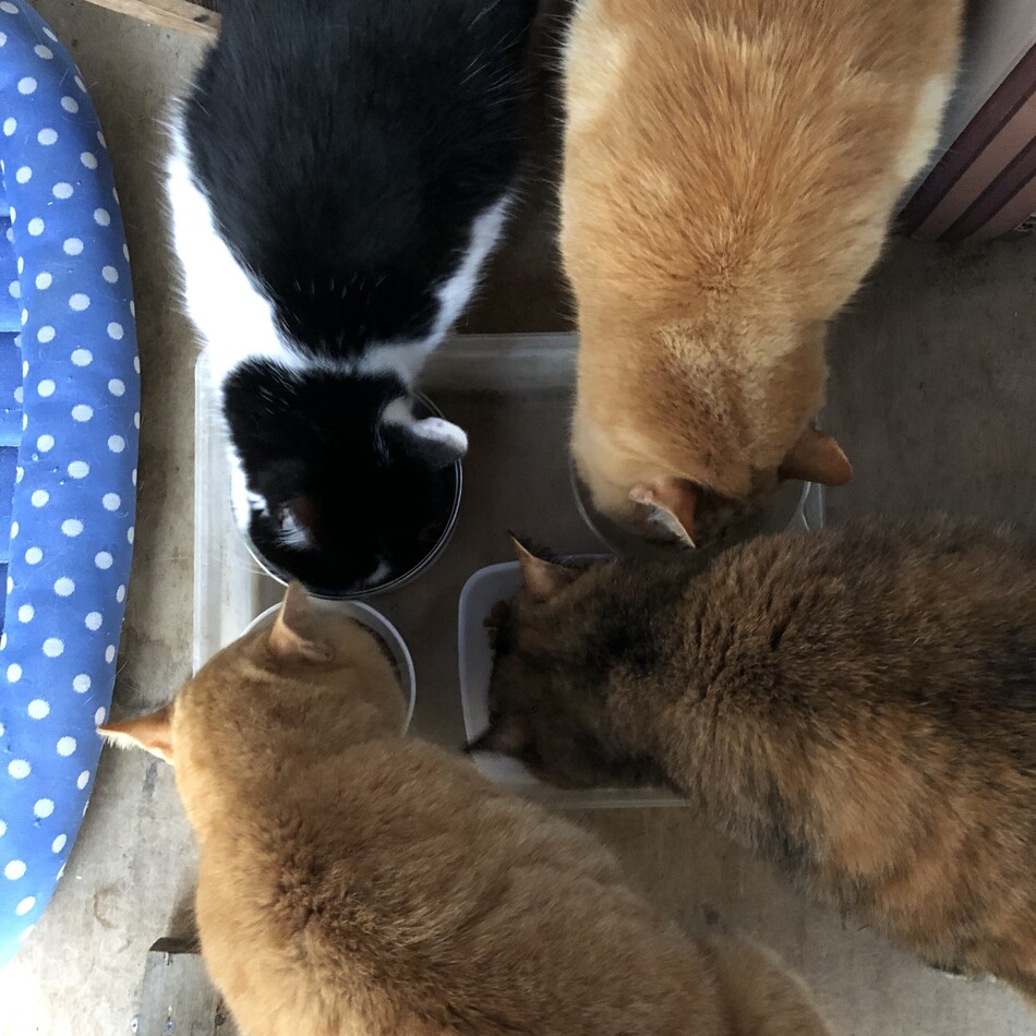 ミミのカバー写真