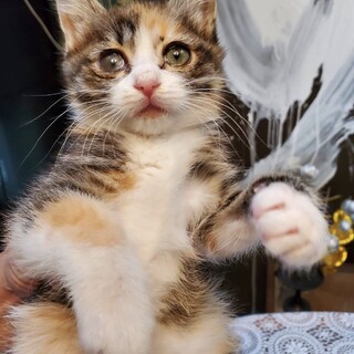 【かぬこ】おかげさまで里親さまが決まりました