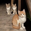 里親様決定！ありがとうございました！