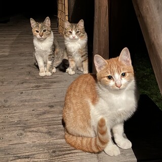 里親様決定！ありがとうございました！