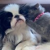 たまこのことり