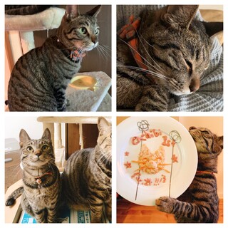 里親様決定✩自宅前遺棄保護の心優しい男の子