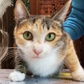【かぬま】おかげさまで里親さまが決まりました