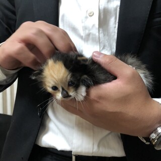 【代理募集】雑種の兄弟子猫2匹の里親さん募集