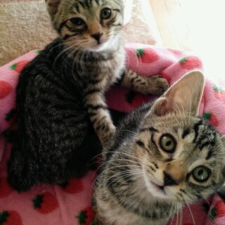 性格良いのに貰い手がないキジトラ３ヶ月