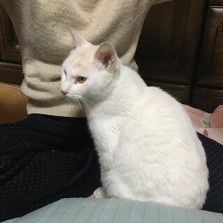 急募