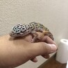 やべけんさん