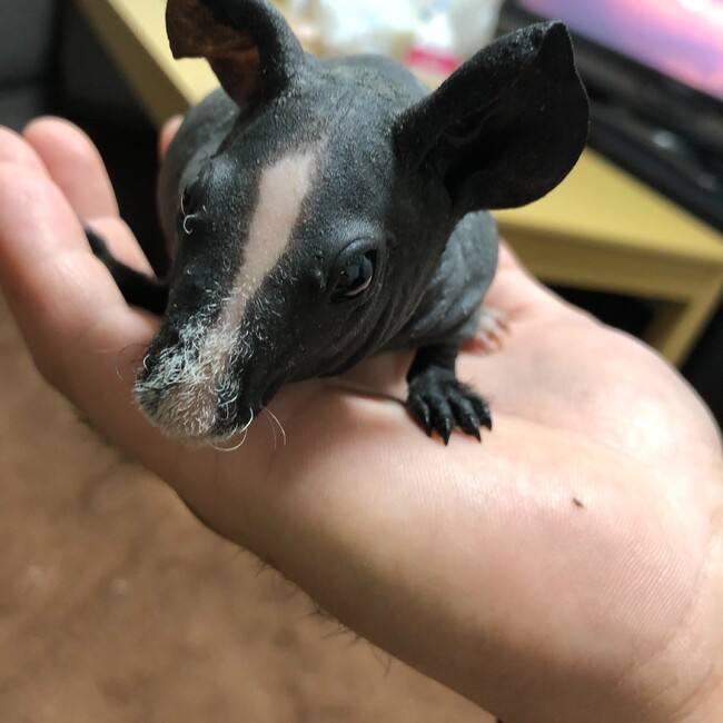 やべけんのカバー写真
