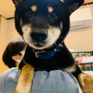 黒柴♪インク君♪里親絶賛募集中！