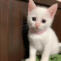 純白の仔猫2カ月♀