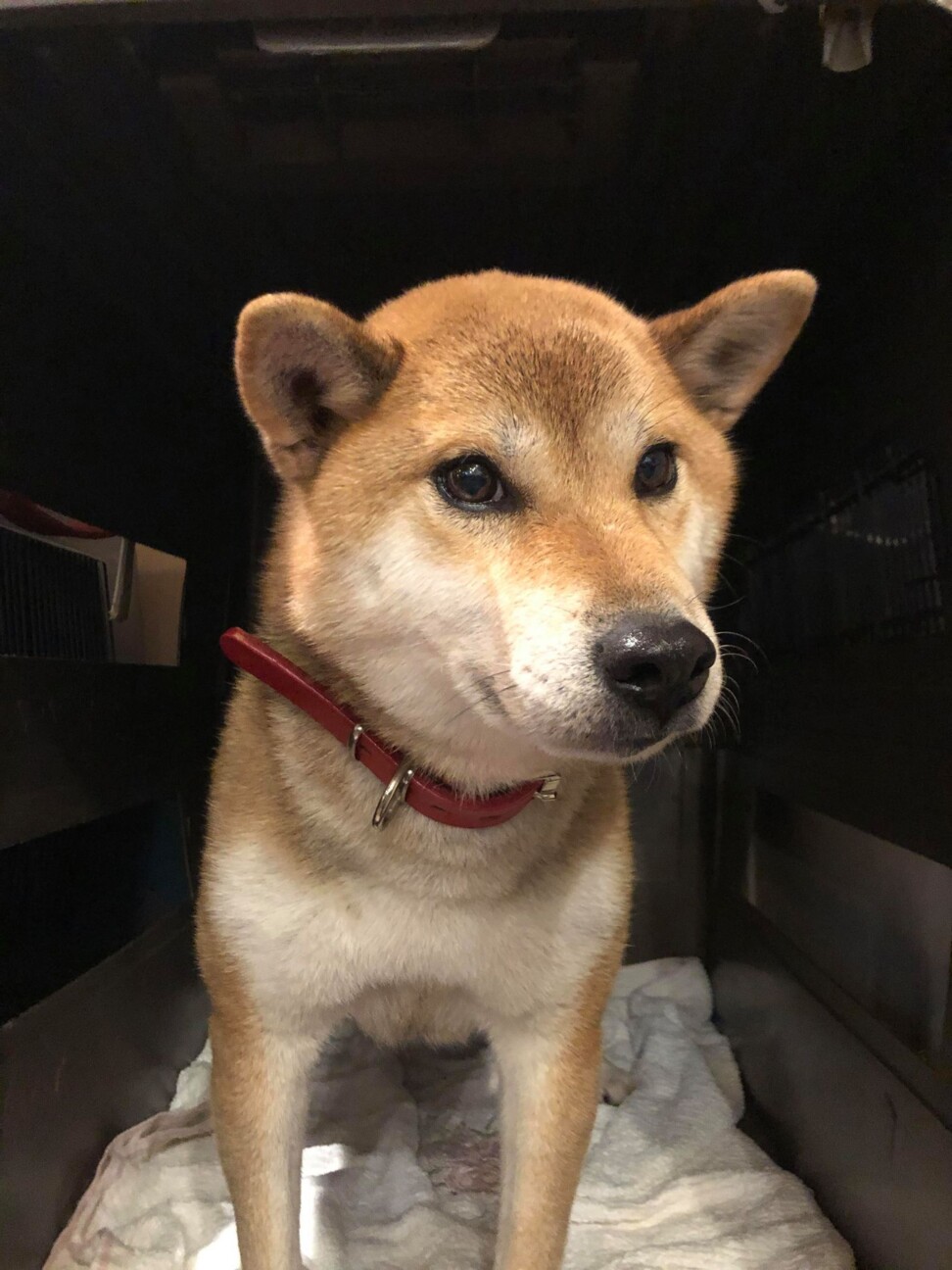 ウィンク柴犬 ジーンちゃ 兵庫県 犬の里親募集 ペットのおうち 月間利用者150万人