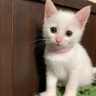 純白の仔猫2カ月♀