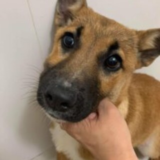元気いっぱい♪もんこちゃん♪里親絶賛募集中