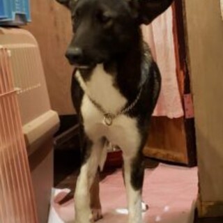 保護っこ♪あまね君♪里親絶賛募集中！
