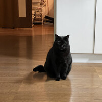 くろまめ