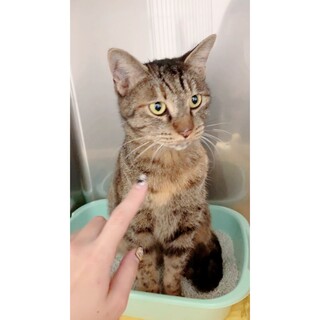 人馴れ抜群のキジトラの猫ちゃん⸜❤︎⸝‍