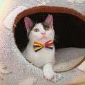 三毛猫の女の子　約５か月くらい