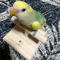 コザクラインコ