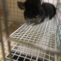 チンチラ　男の子　ブラックベルベット