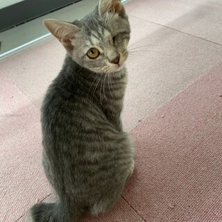 【保護猫】ミモザ♀子猫・サバトラ