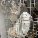 双子のチンチラを大切に飼ってくれる方募集してます。