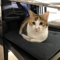 三毛女の美猫さん