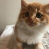 長毛子猫茶トラ白（生後１～２ヵ月） サムネイル2