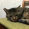 キジトラのオス、2歳「まこら」です