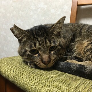 キジトラのオス、2歳「まこら」です