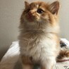 長毛子猫茶トラ白（生後１～２ヵ月） サムネイル3