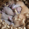 10/28 キンクマの赤ちゃんが産まれました