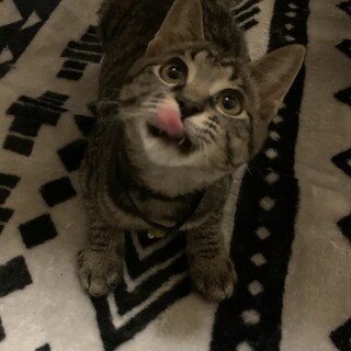 人間大好きな甘えん坊ダニエル君