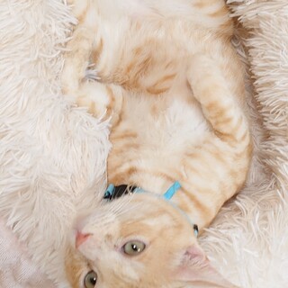 飼育放棄猫のマーレ君