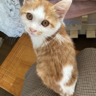 茶白オス 仮名:ちゃろまる 生後2ヶ月半♪