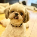 人懐っこいお茶目なシーズー、ごまちゃん♪