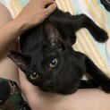 8ヶ月クロネコ女子「ひばなちゃん」♡