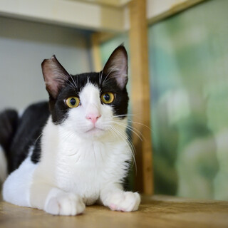 ペンライトテイルのスレンダーボーイのオレオくん♪