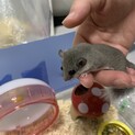 アフリカヤマネ（パイド）