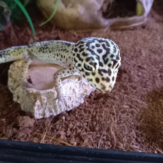 ヒョウモントカゲモドキの里親様募集