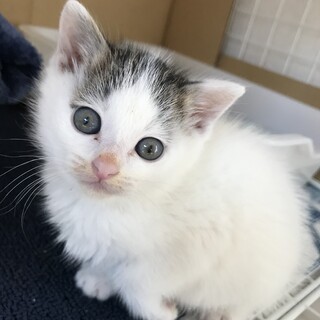 白に黒柄＊好奇心旺盛な男の子