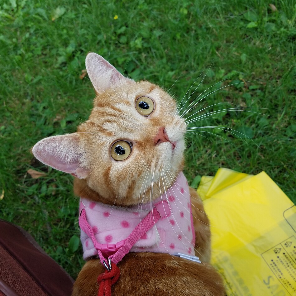 konjyuのカバー写真